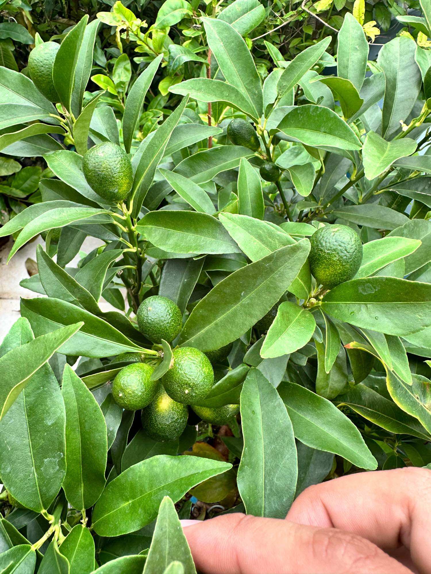 Cây tắc giống Thái ngọt siêu trái cây đang có trái