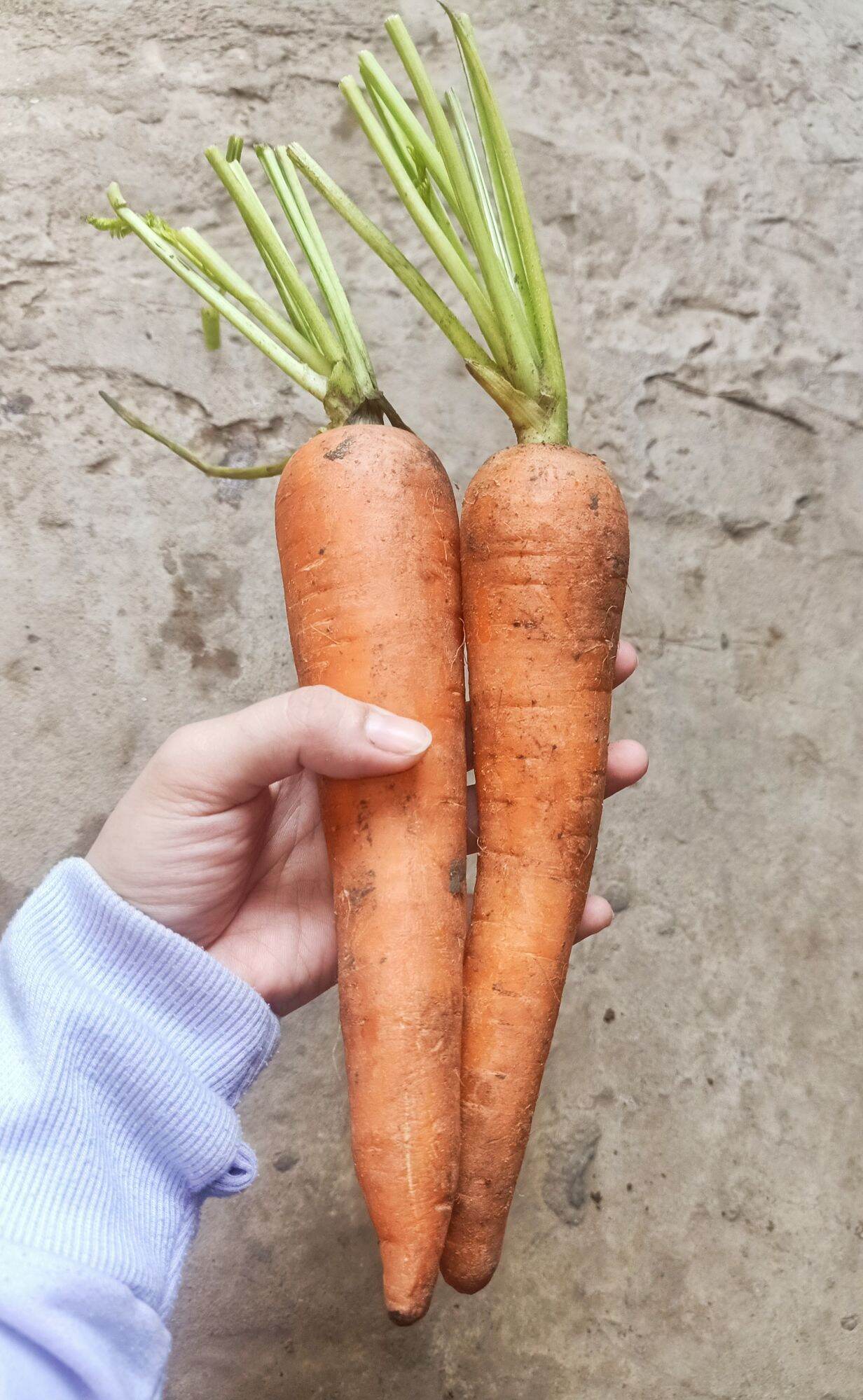1Kg- Củ cà rốt tươi