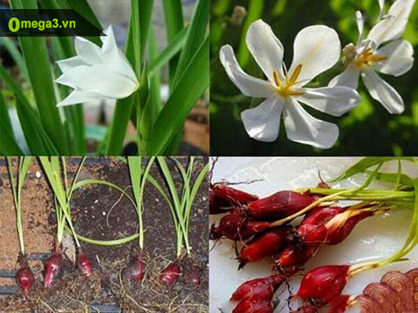 Combo 100 củ giống , cây giống sâm đại hành ( tỏi đỏ)