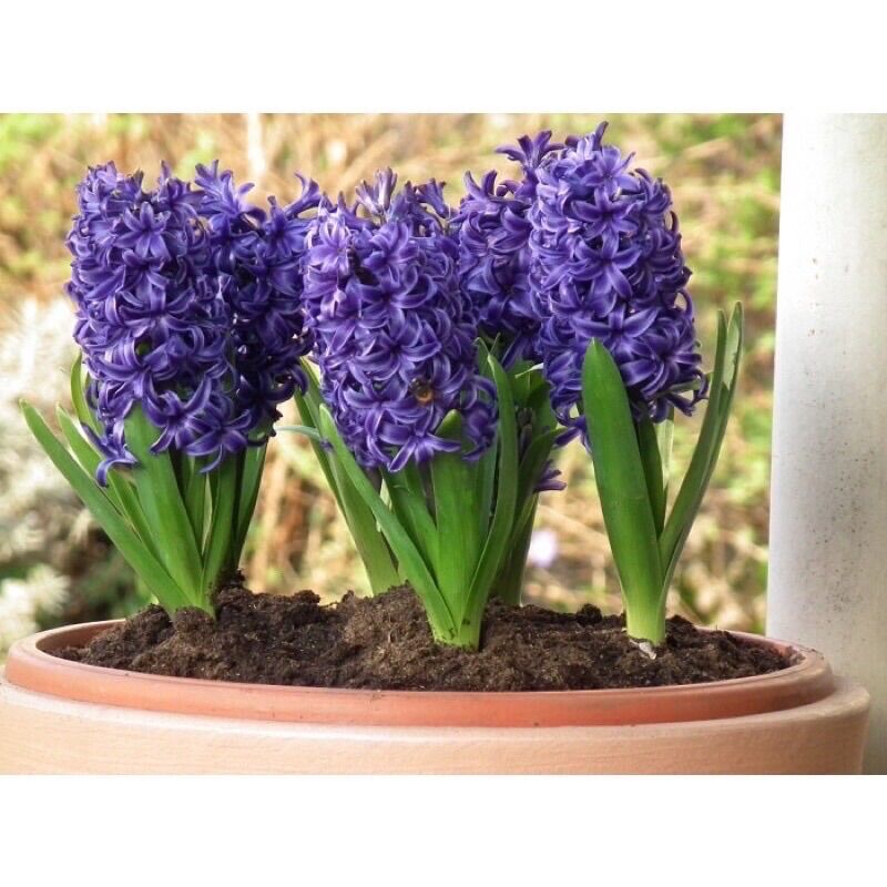 Củ Hoa Tiên Ông Giá Sỉ (10 củ )