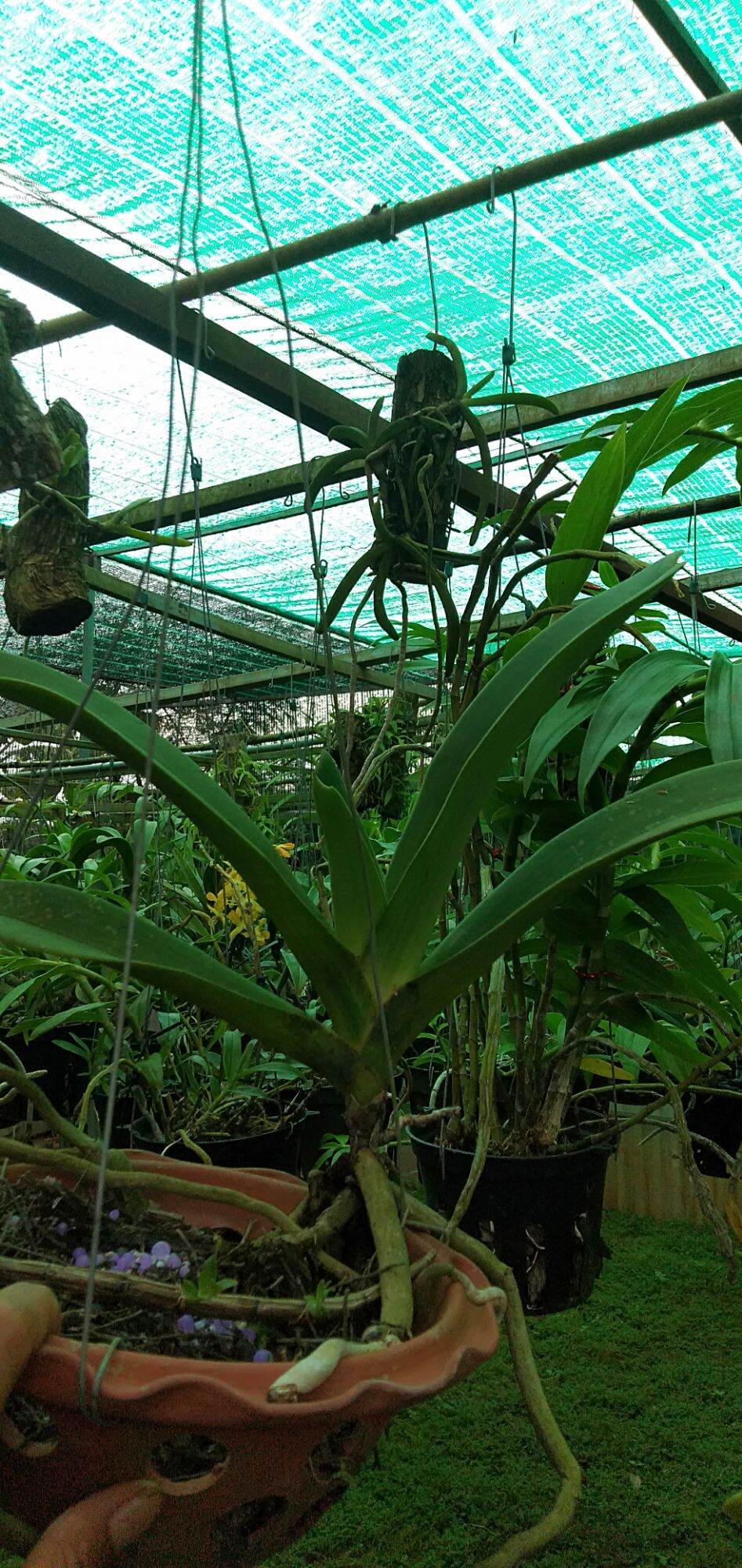 trâu rừng chuẩn  buôn đôn