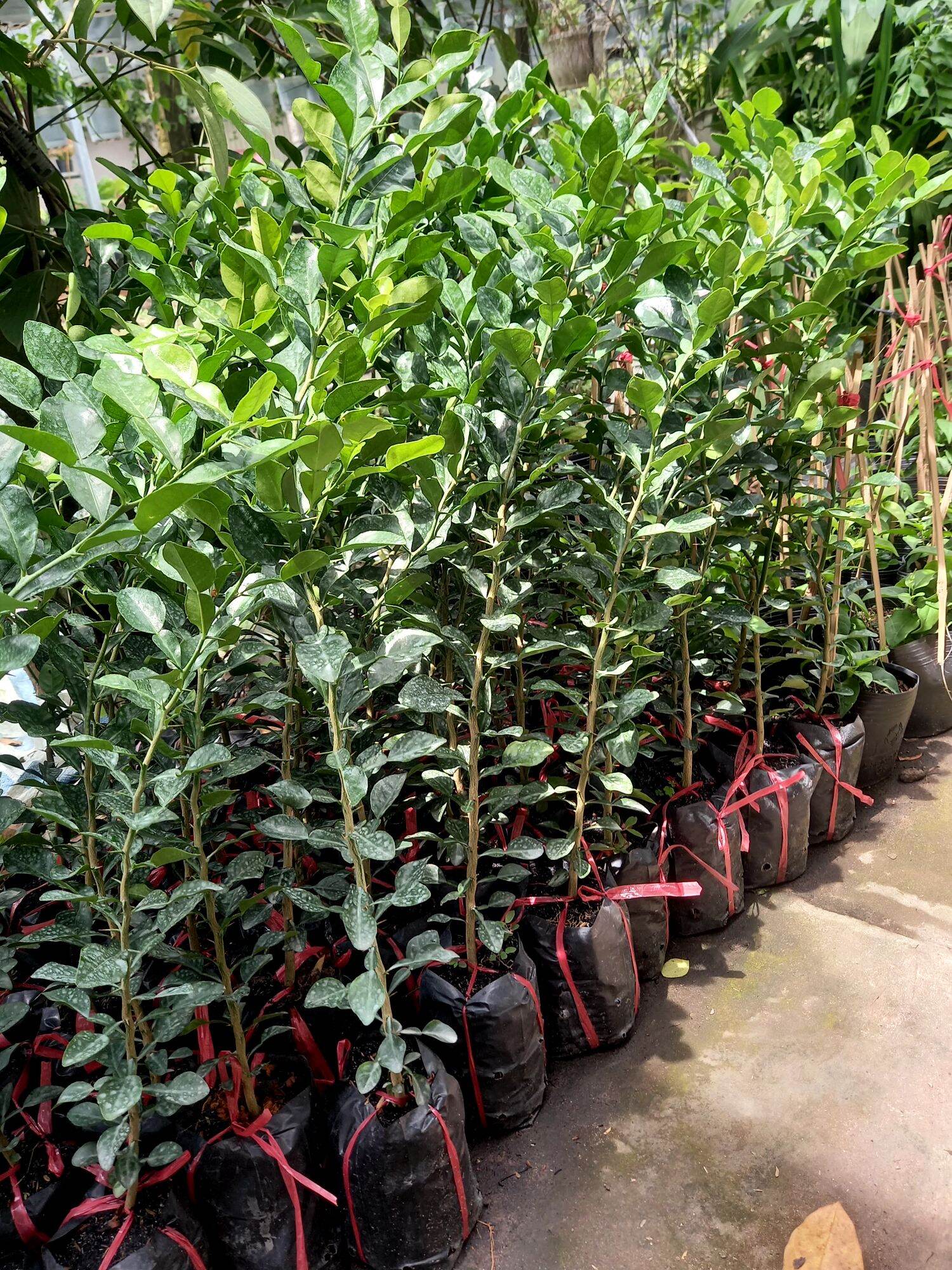 Cây trúc ang giang