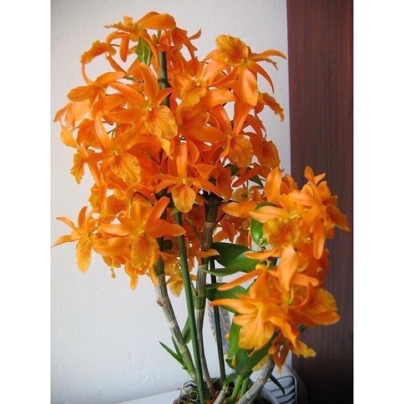 Hoa Lan Hoàng Thảo Lụa(1khóm )