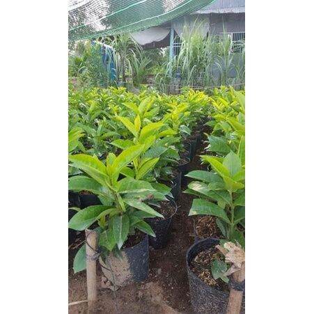 Cây bông Trang mỹ hồng 1 cốt