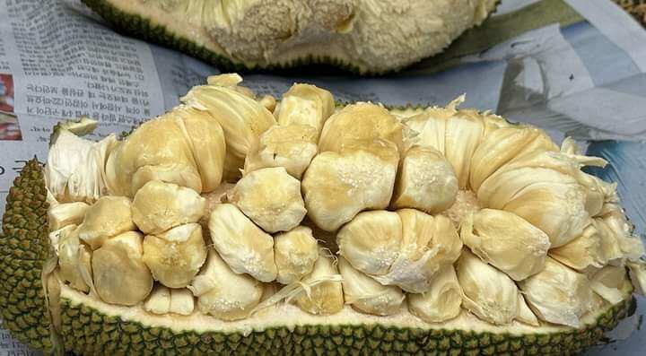 Cây Mít Mơ Mít vị Sầu Riêng
