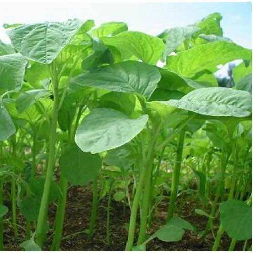 Hạt Giống Rau Dền Xanh - Dền Ta - Dền trồng đất gói 20gr