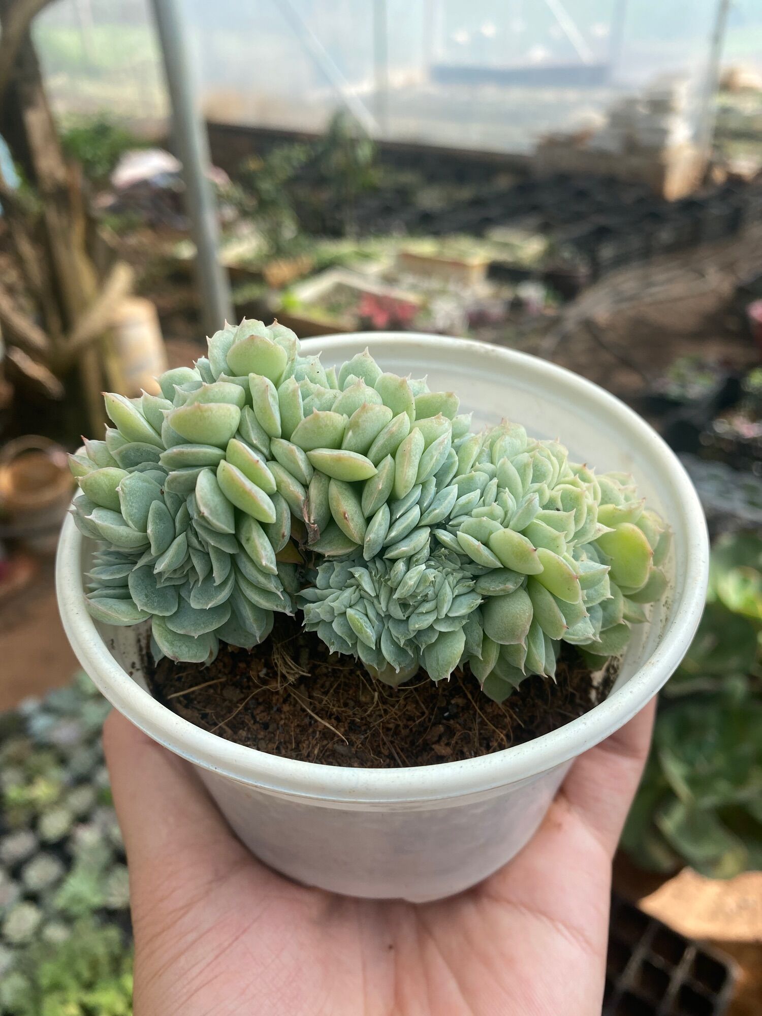 Random sen đá crest size 3-5cm đà lạt🍏không chậu🥤freeship🔥lỗi1đổi1