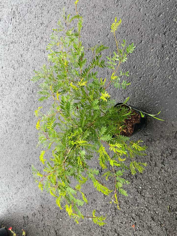 Cây Hoa Kiều Hùng Hồng siêu hoa