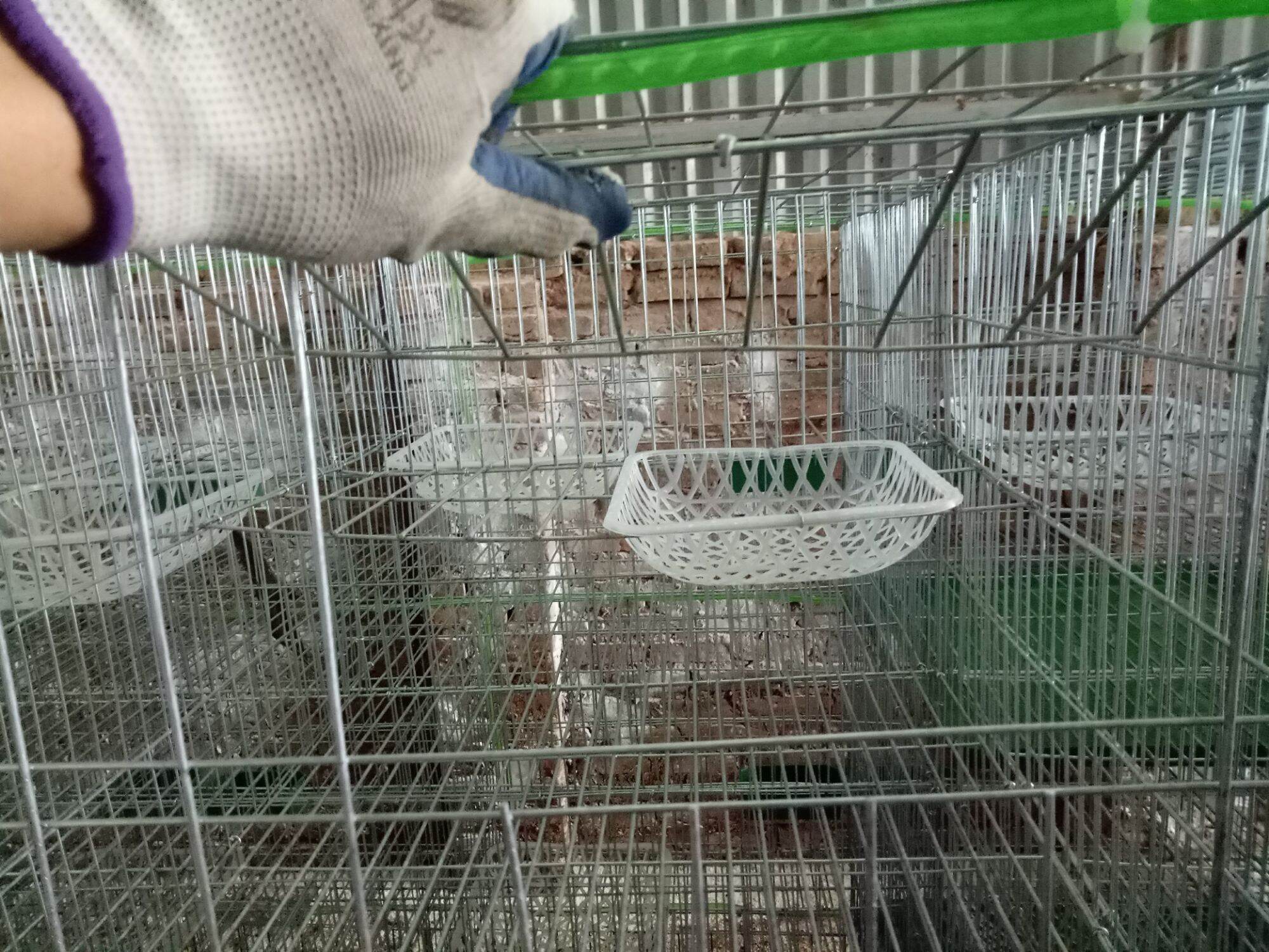 Lồng bồ câu 50x1m