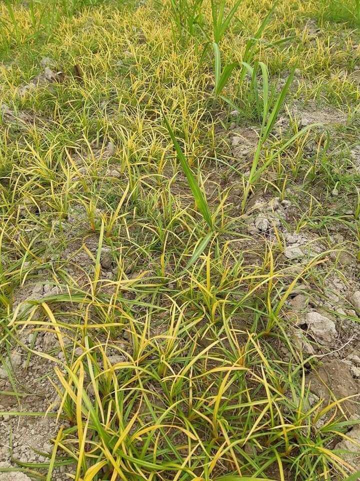 Cỏ cháy Glyphosat Diệt sạch mọi loại cỏ