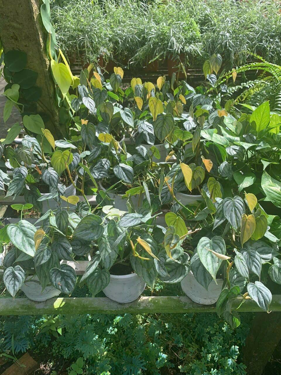 Cây philodendron brandtianum