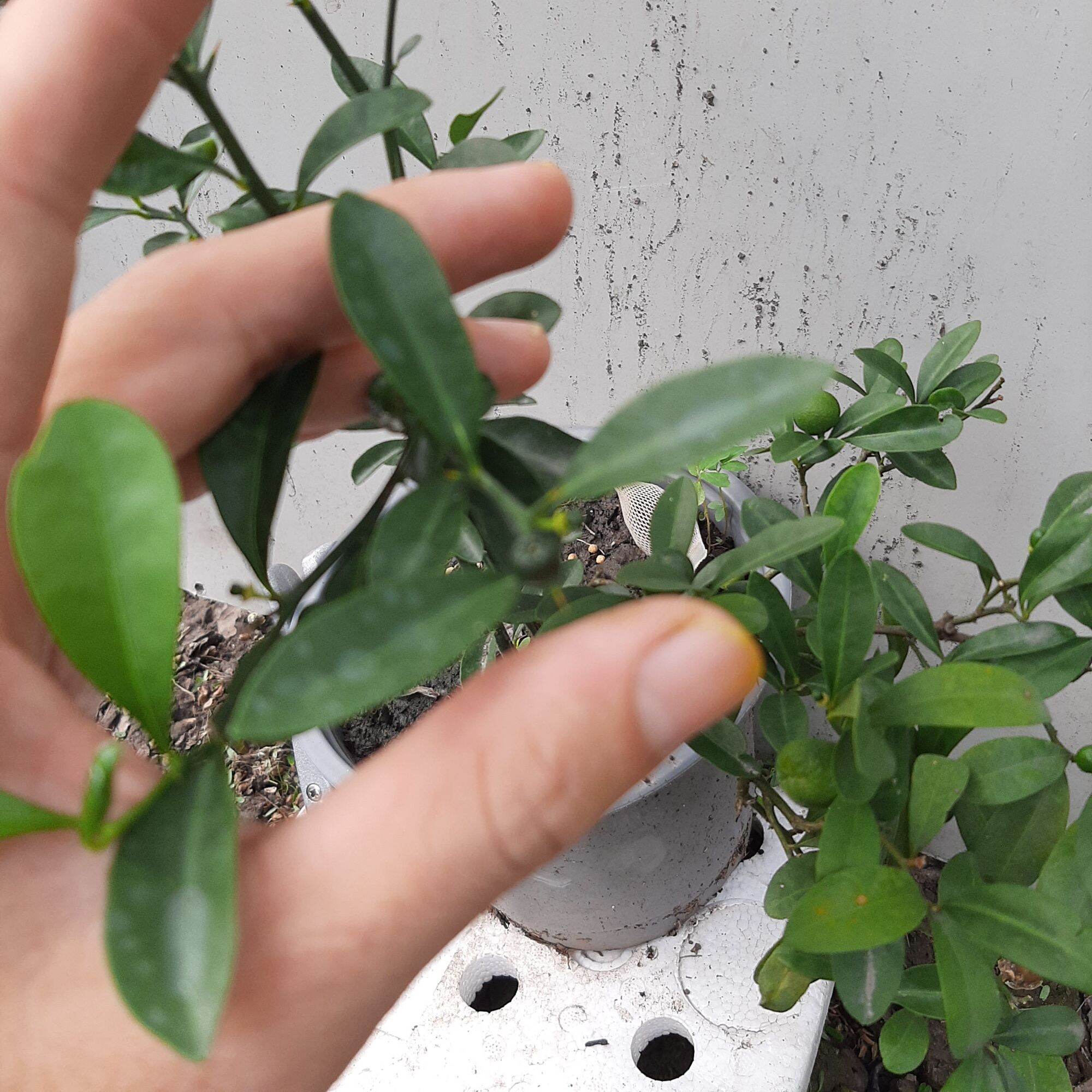 Cây tắc nhật hay còn gọi kinzu, cây tắc núi
