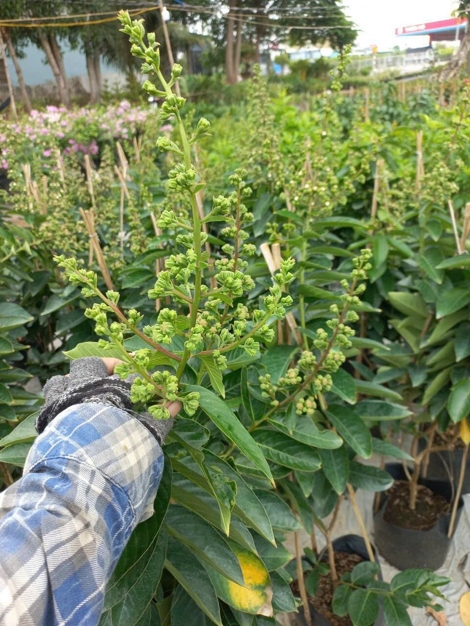 cây bằng lăng thái hoa to.