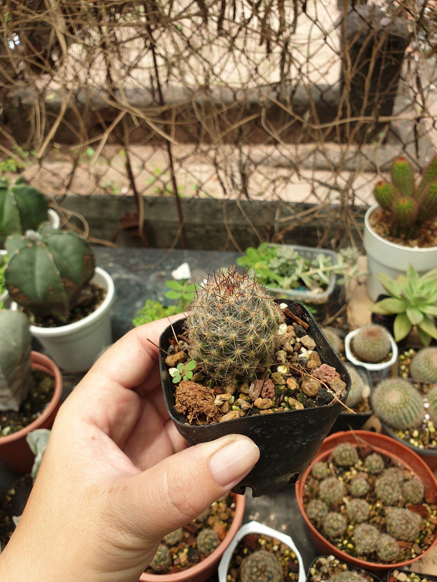 Xương rồng Mami nhện nâu size 3 cm sắp ra hoa