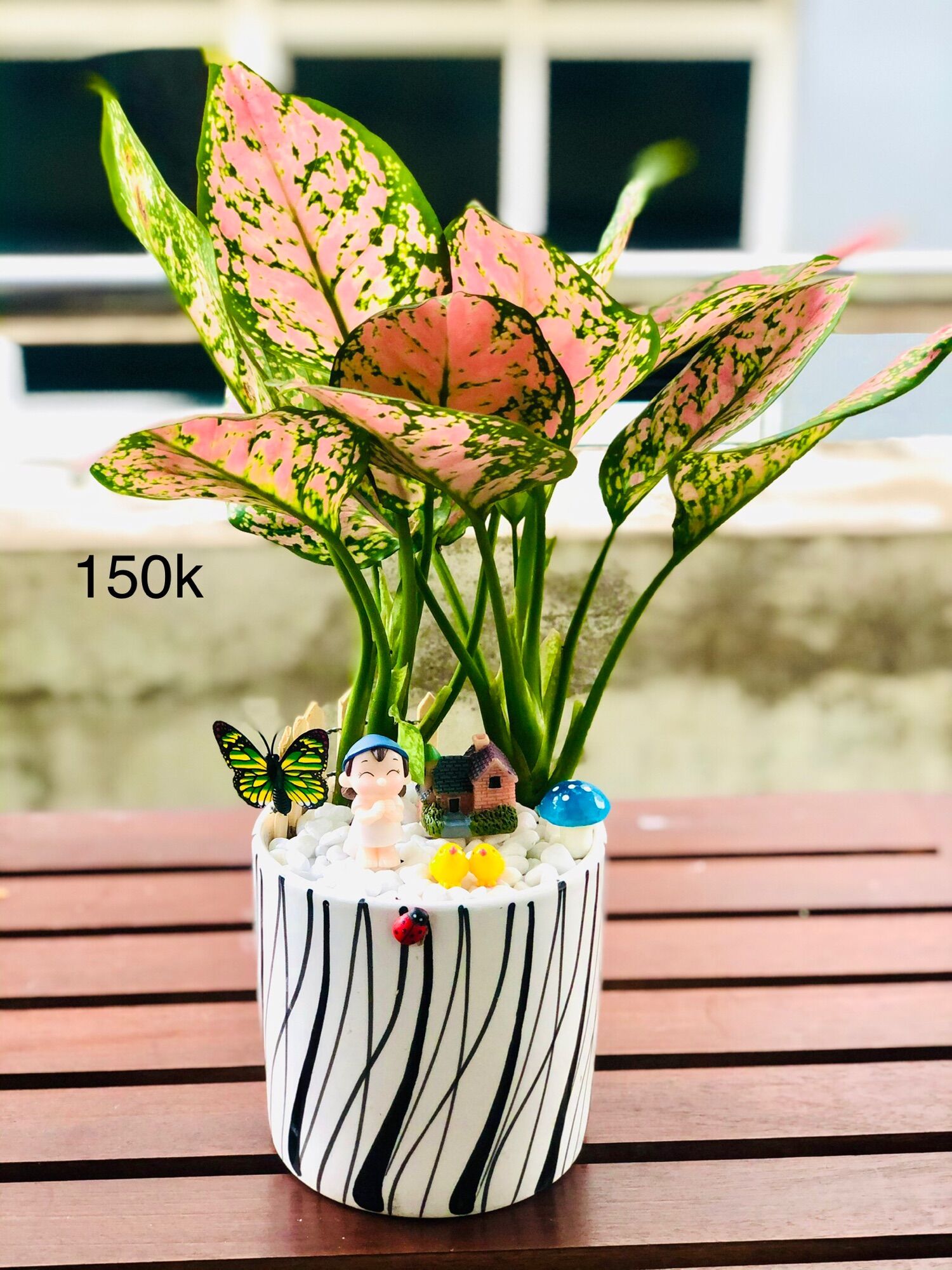 Chậu tiểu cảnh vạn lộc