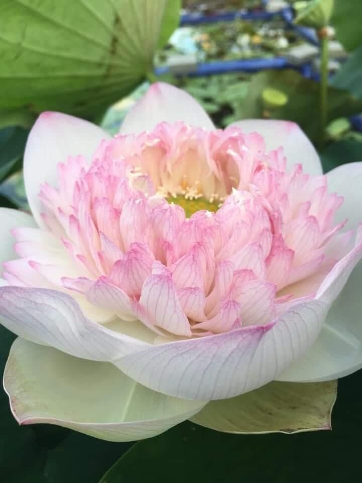 combo 3 củ sen ngẫu nhiên