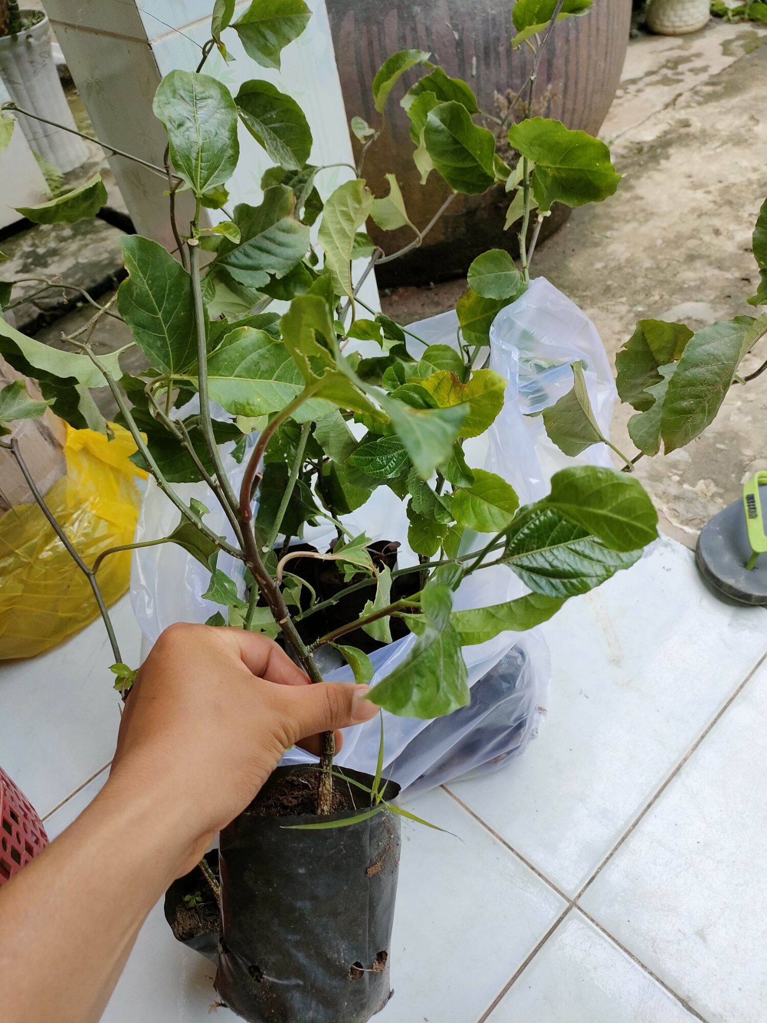 Cây chanh dây giống