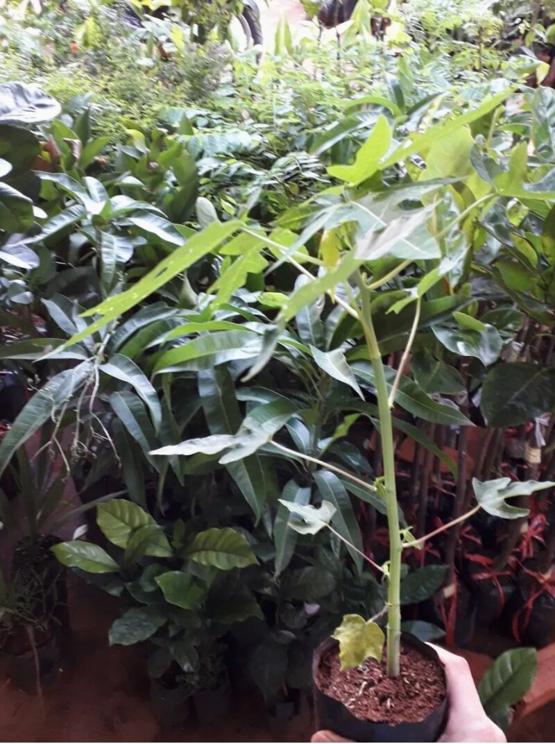 Cây đu đủ Đực Siêu Hoa- 20 cây