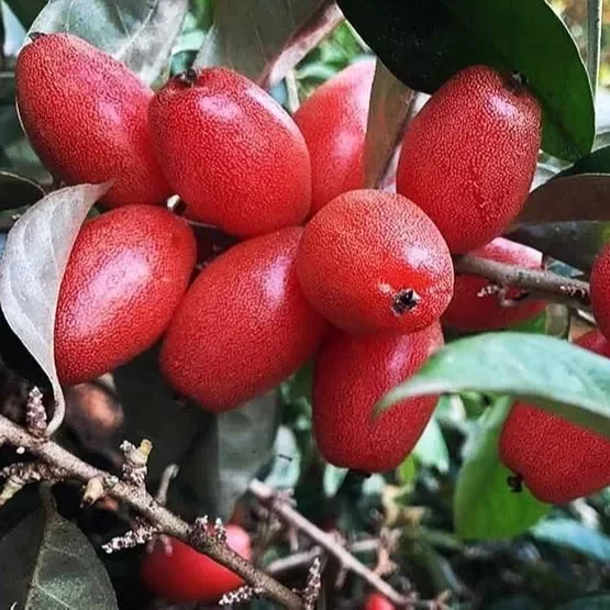 Cây Nhót ngọt siêu trái