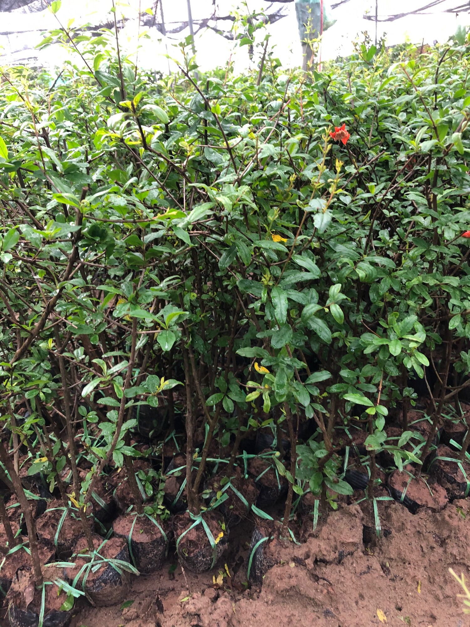 Lựu đỏ ấn độ cây cao 60-80cm
