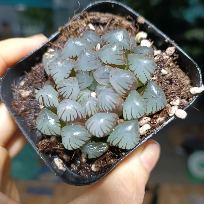 Siêu sale 50%- Sen đá Haworthia Cooperi  Tím .