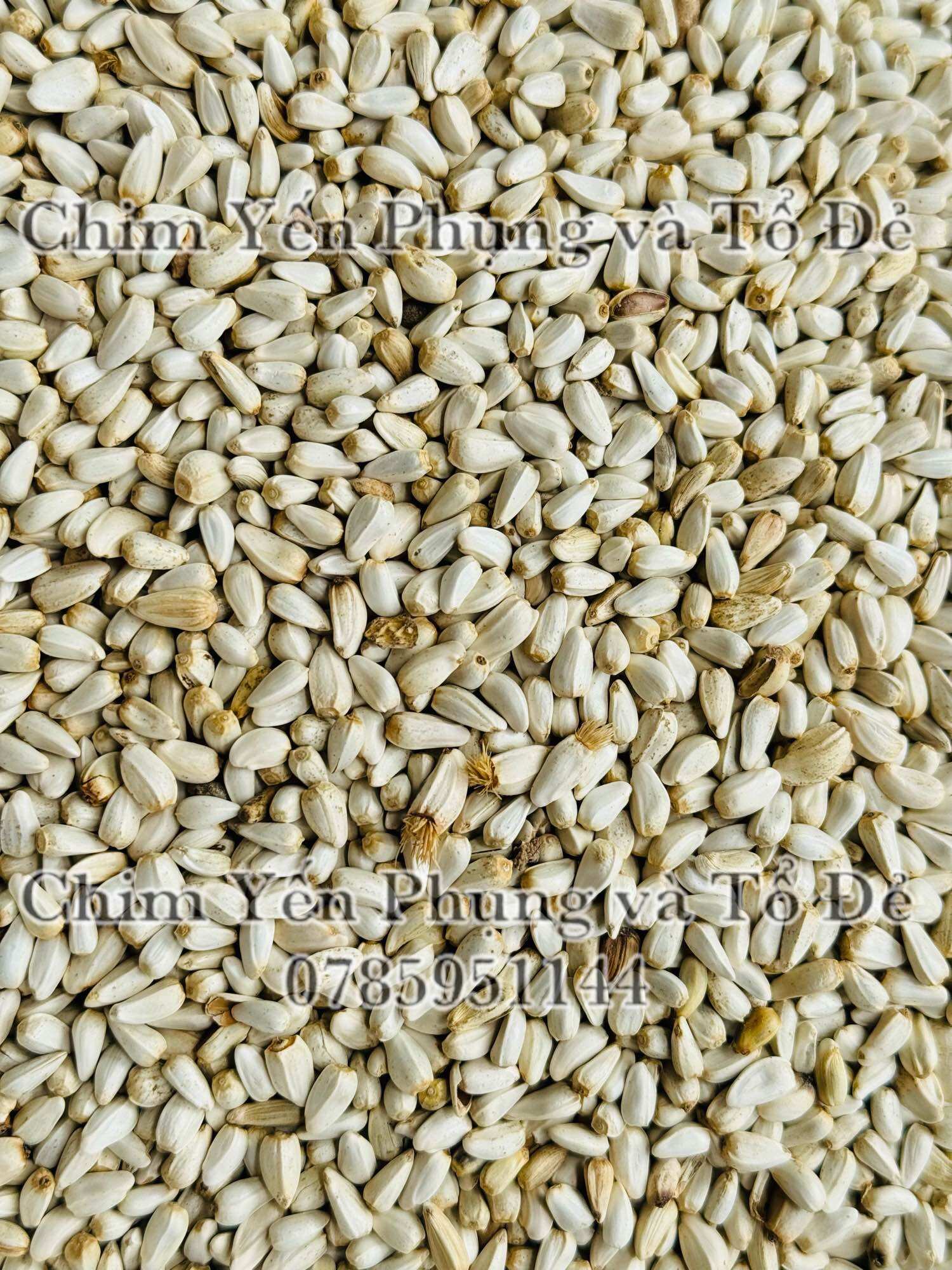 500g hạt kham trắng (Safflower Seed) cho thú cưng.