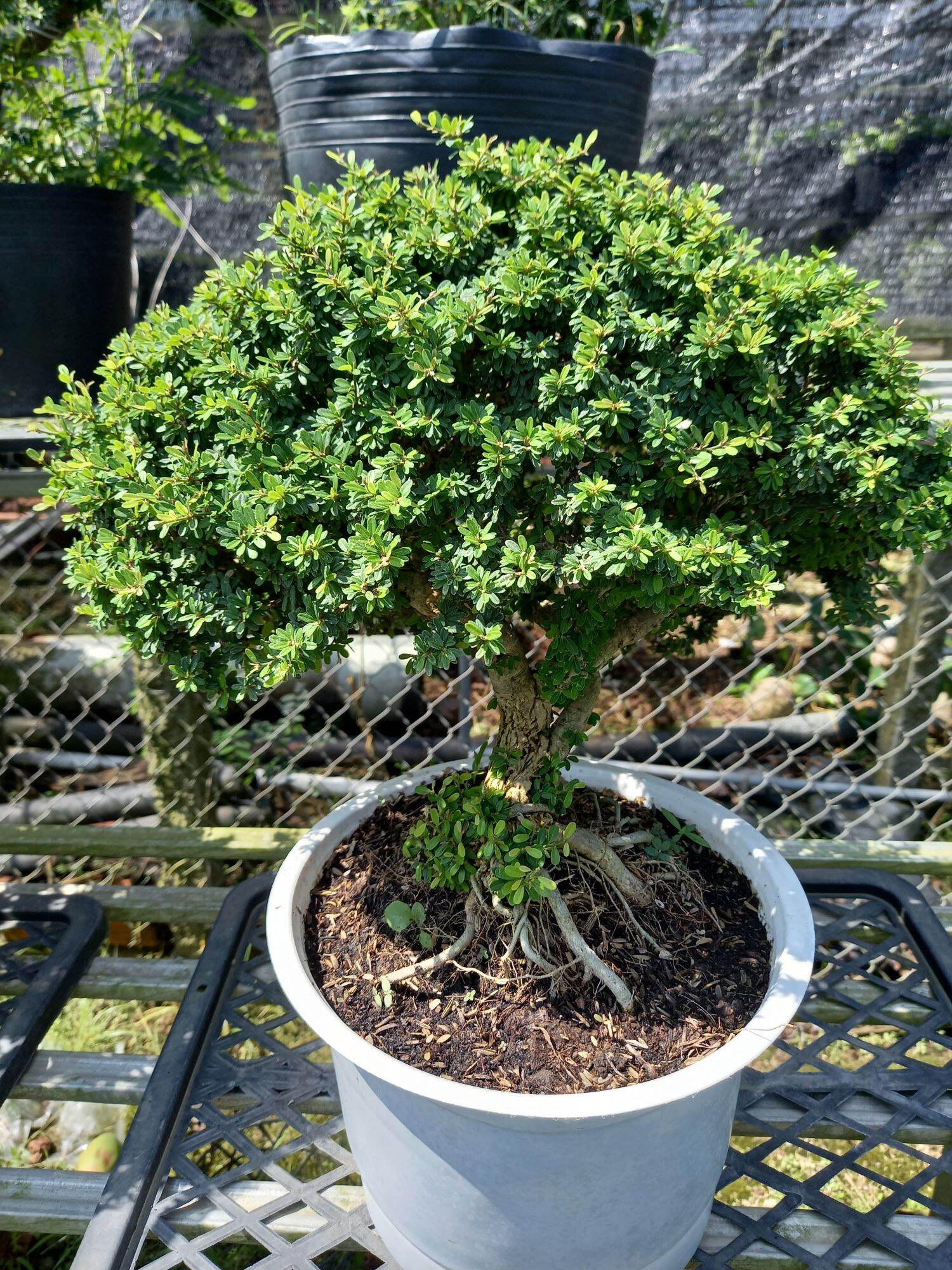 cây linh sam gạo bonsai