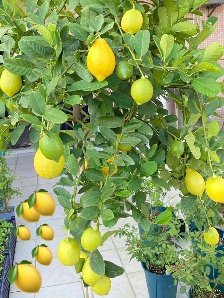 Cây Chanh Mỹ Vàng đang trái