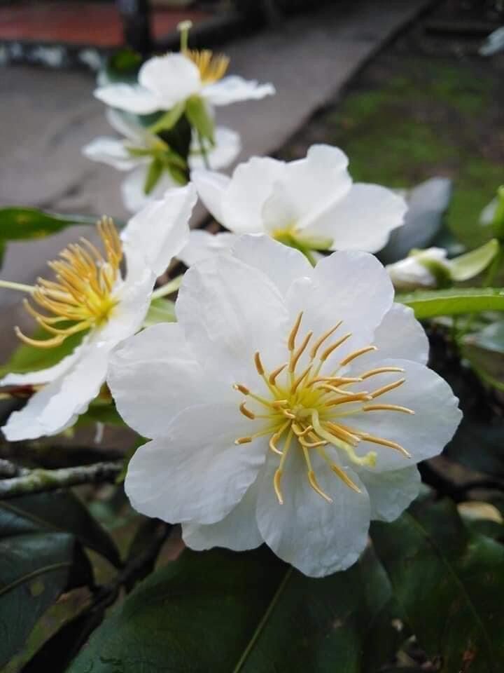 [HCM]Bạch mai thái (cây mai hoa màu trắng) ghép gốc mai vàng quấn rễ chơi tết