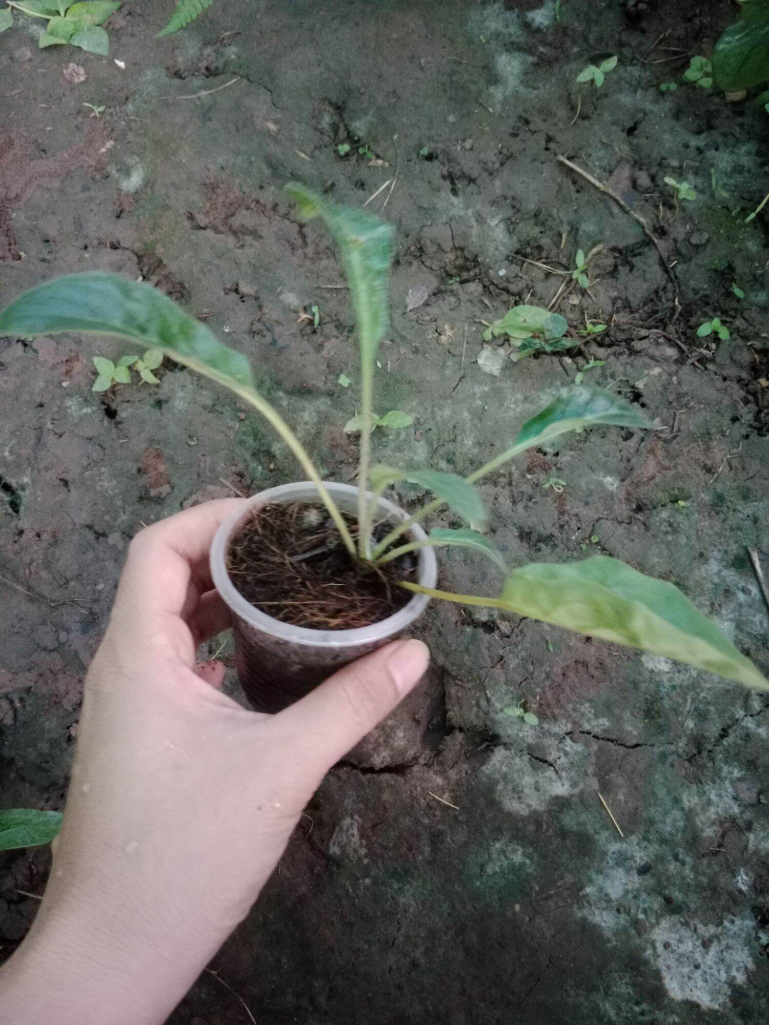 (Cây bé) CÚC ĐỒNG TIỀN SONG HỶ TÍM