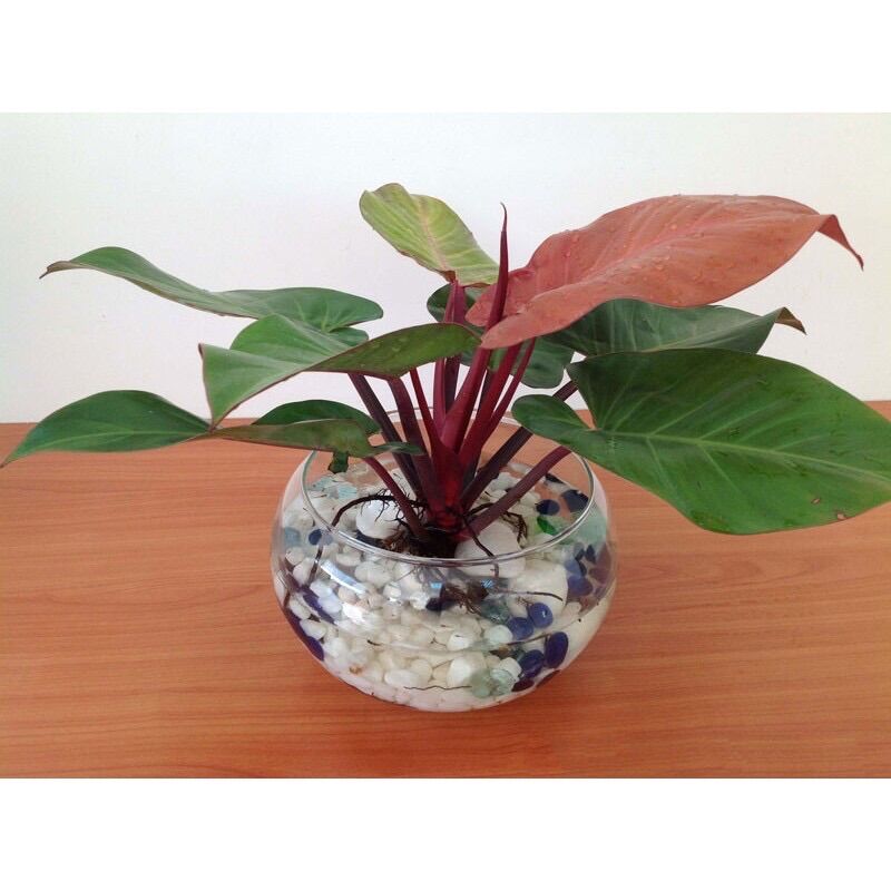 Trầu bà đế vương đỏ nâu