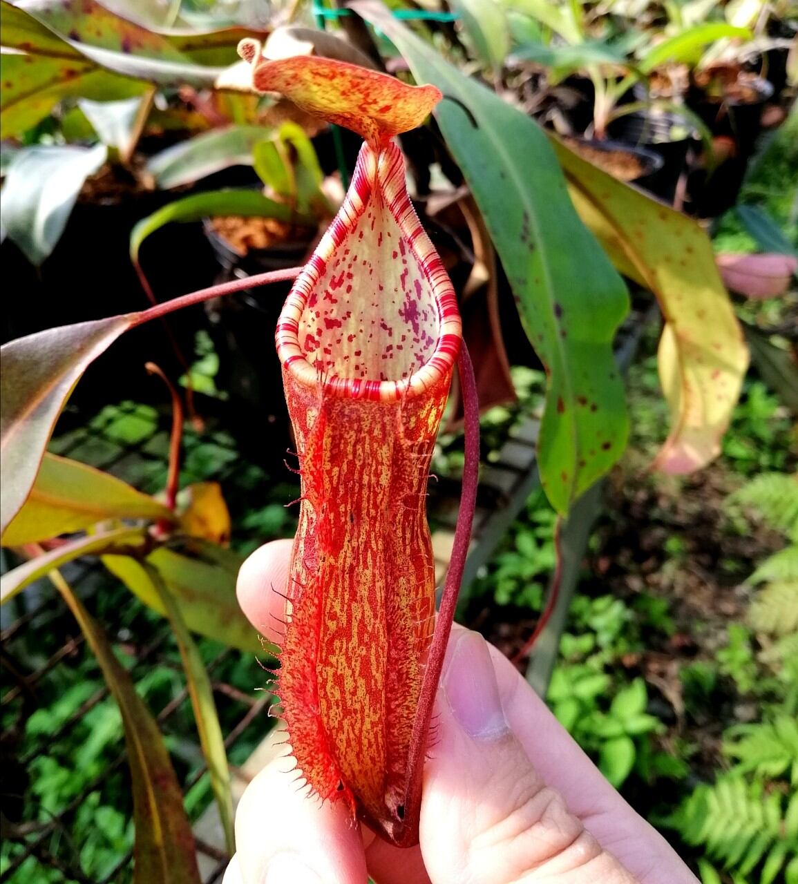 Nắp ấm Miranda các loại
