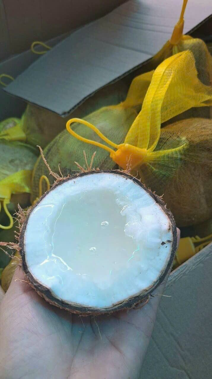 DỪA SÁP CẦU KÈ TRÀ VINH