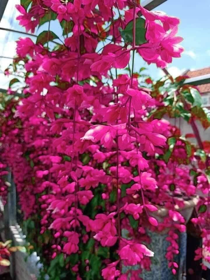 cây lan hoàng dương(cây giống)