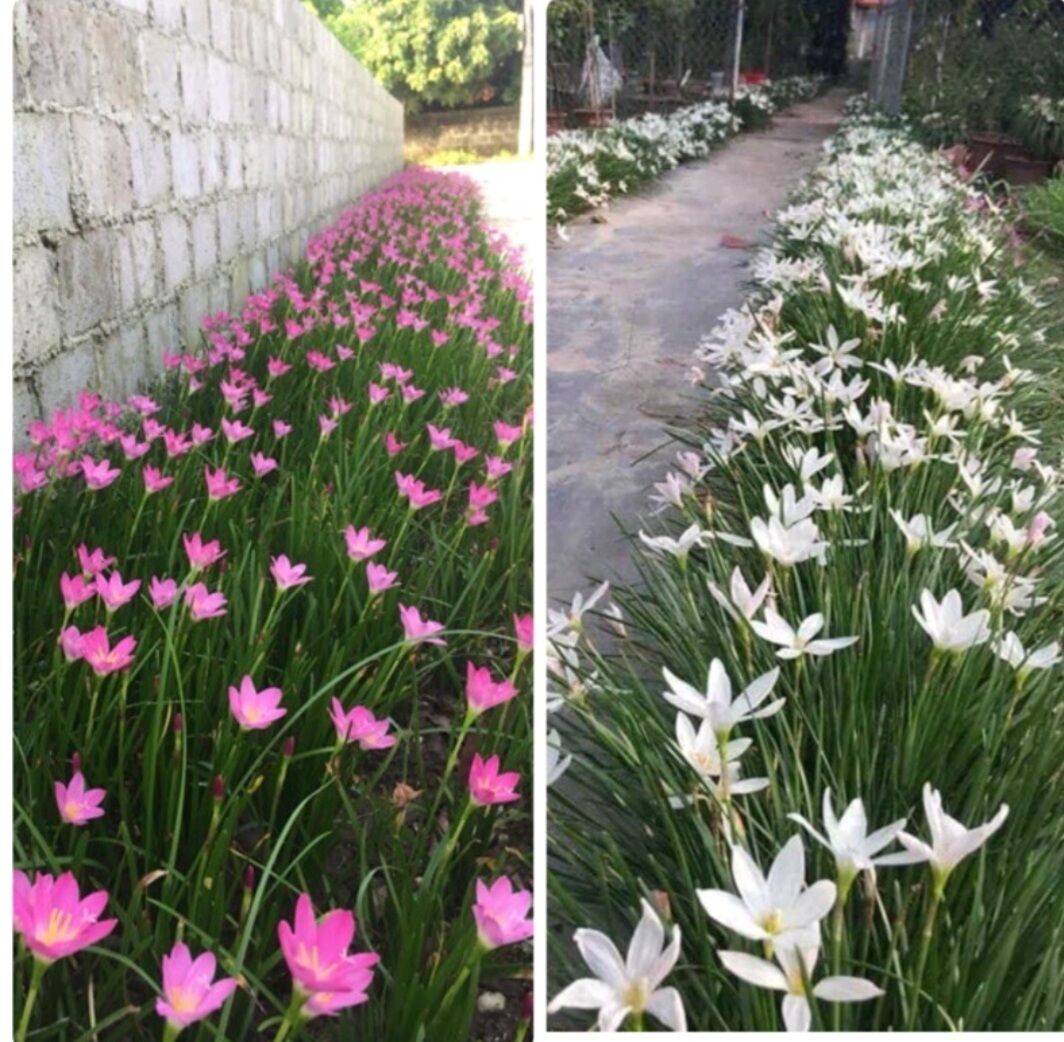 100 củ huệ mưa hồng và trắng