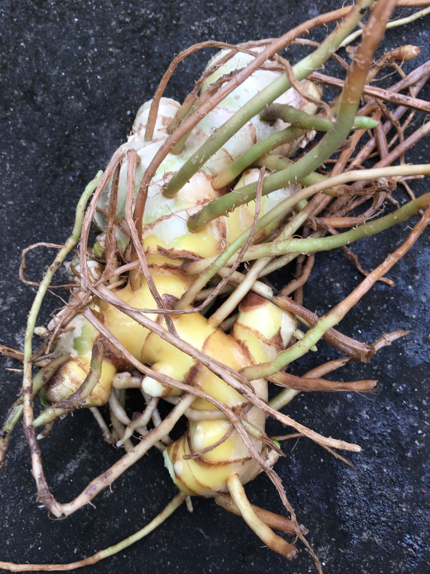1kg củ gừng gió tươi