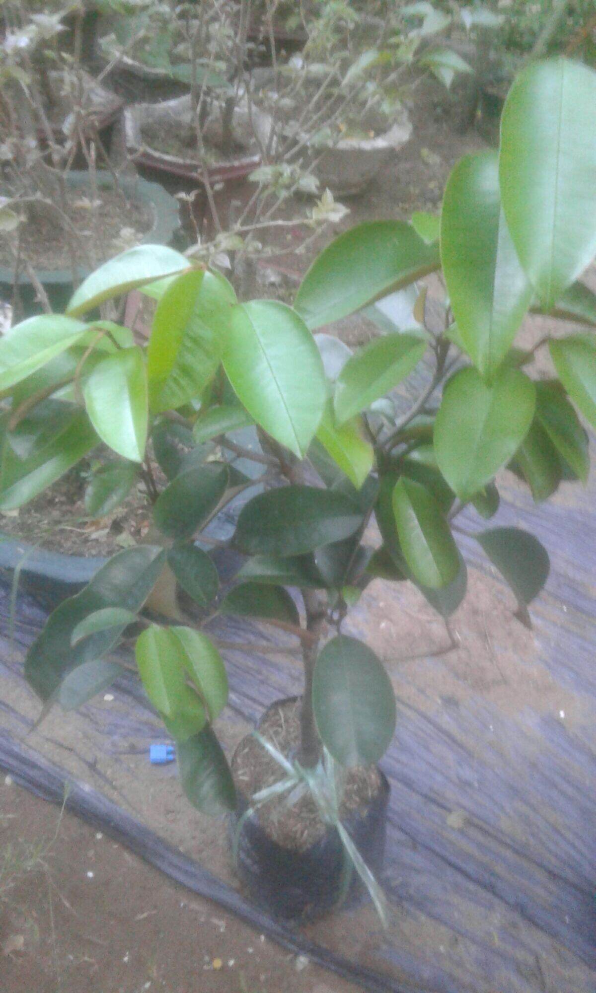 Vú sữa mica, vú sữa lò rèn