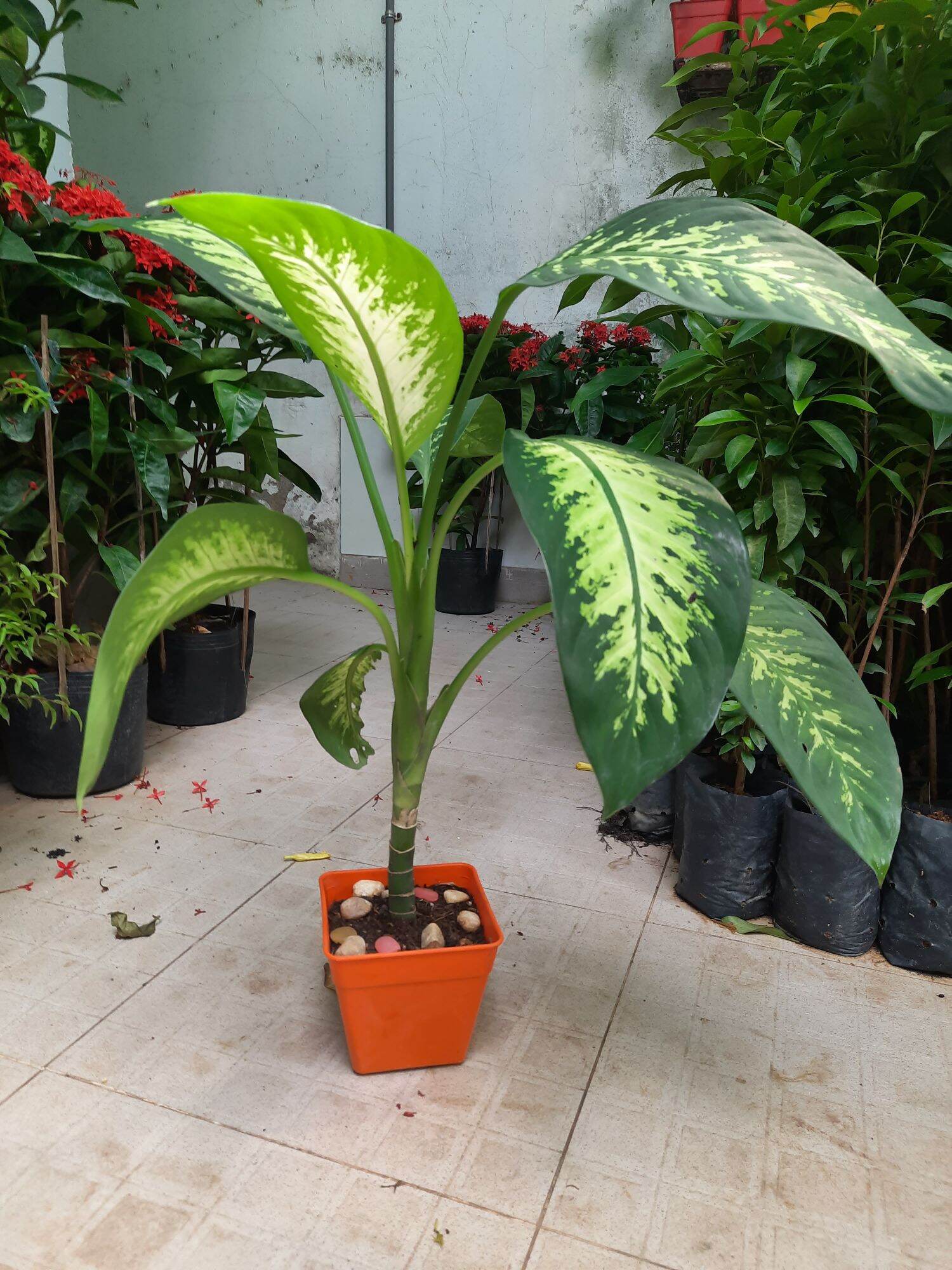 Cây vạn niên thanh, chậu nhựa
