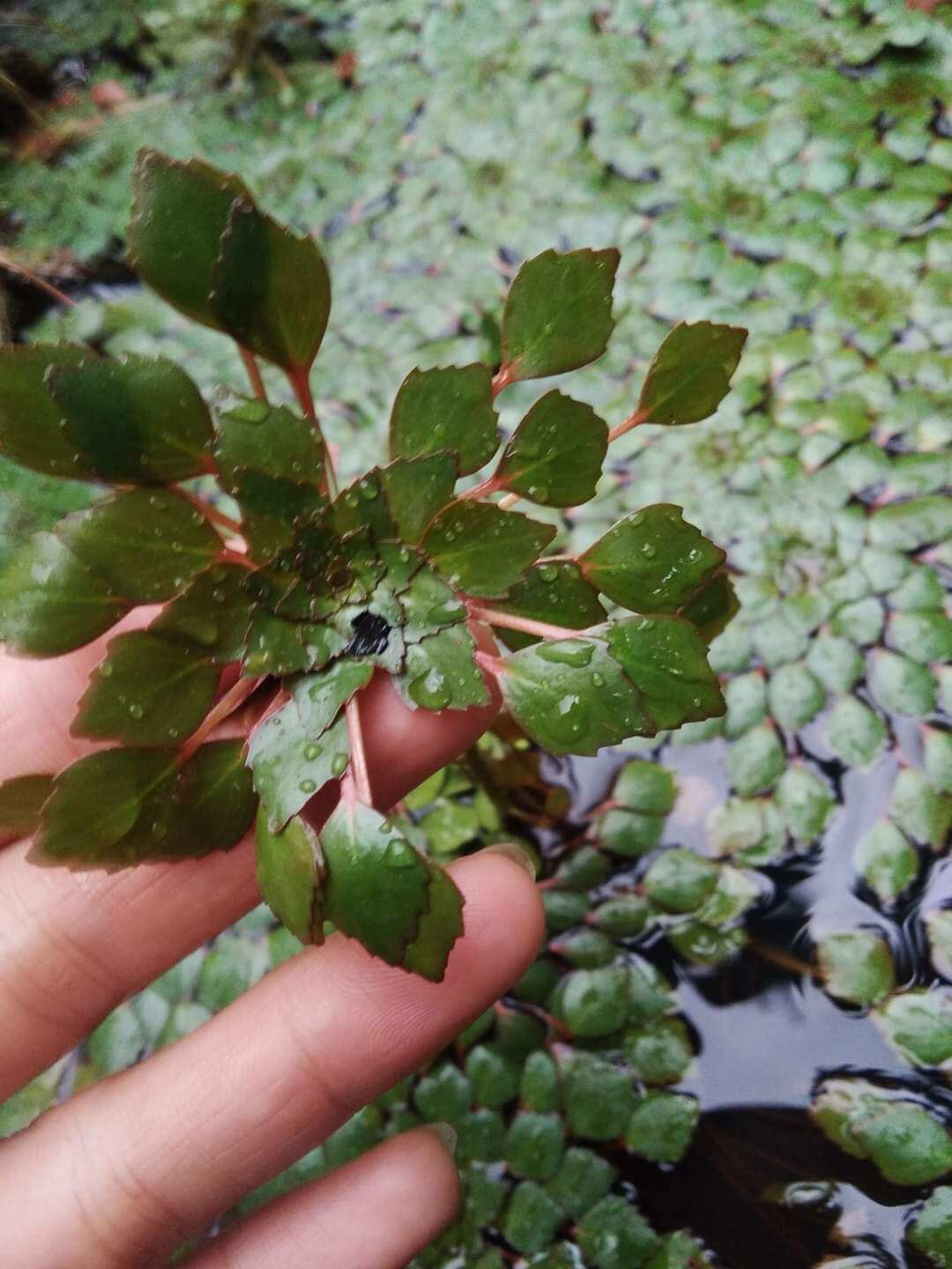 10 cây ấu thái thuỷ sinh