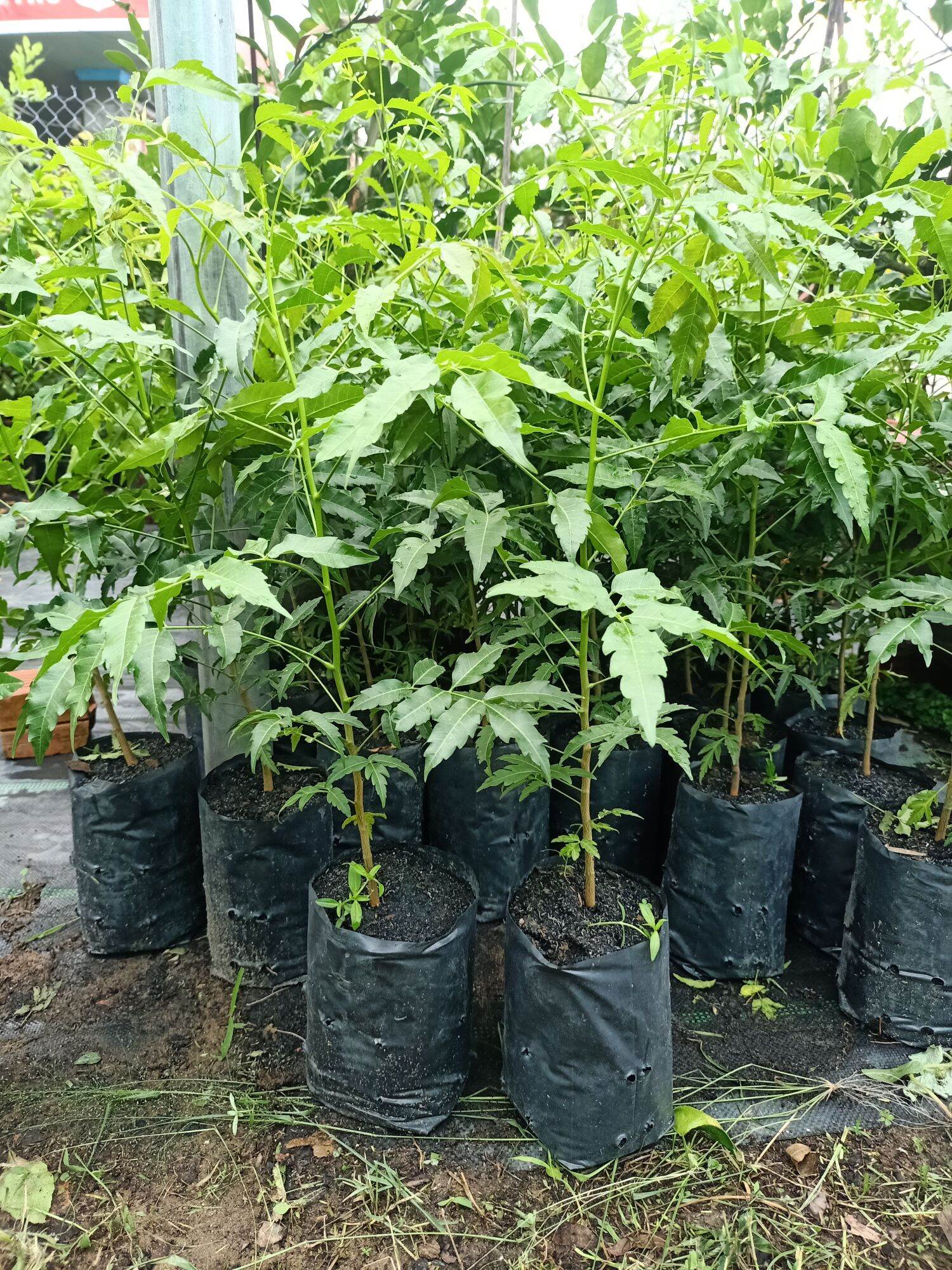 Sầu đâu ăn lá combo 2cây