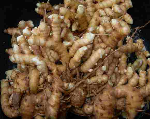 Gừng gió mọc rừng tự nhiên 1kg