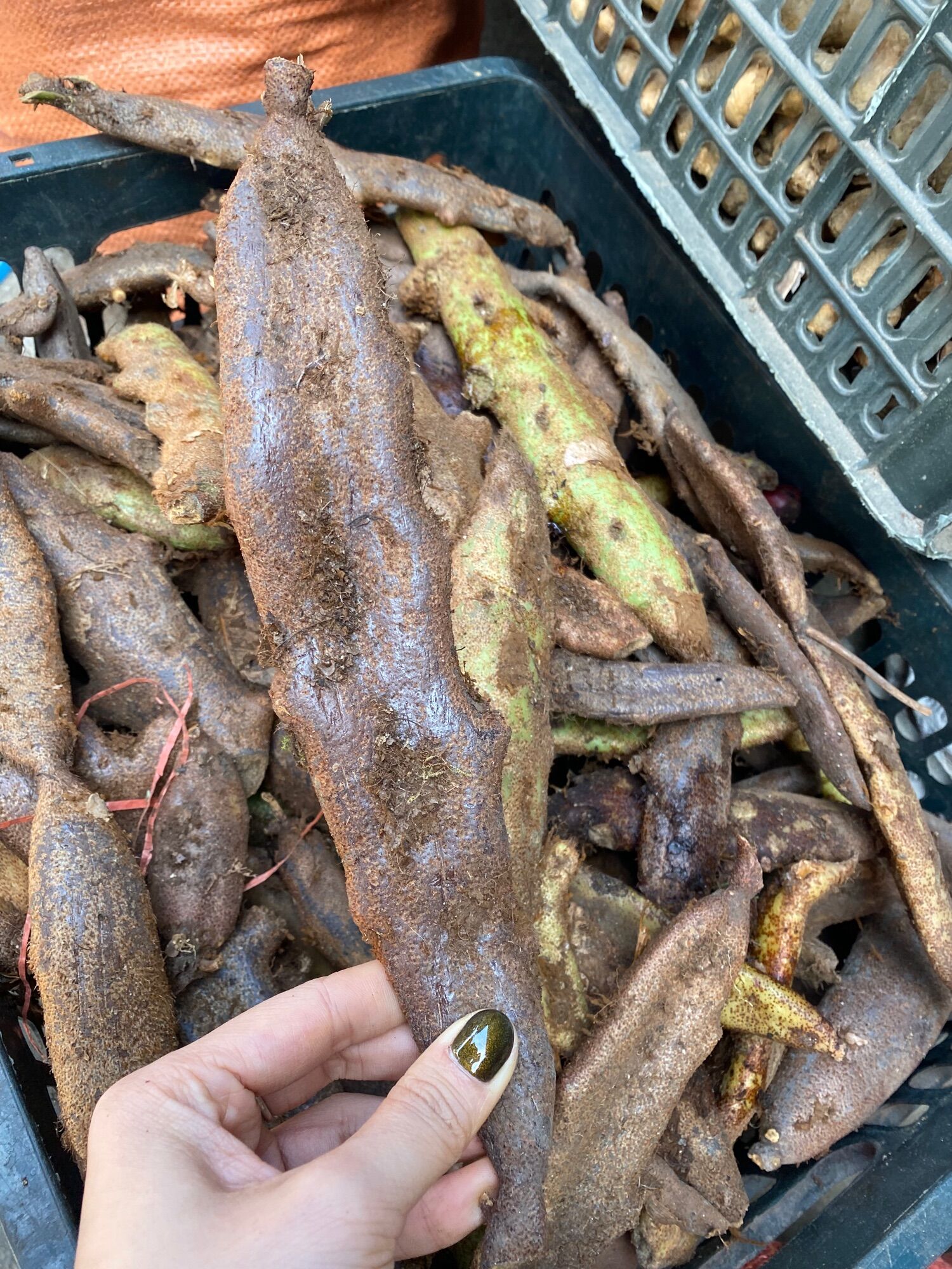 1kg Tắc kè đá
