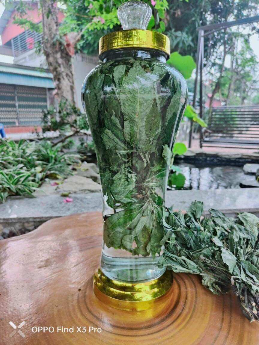 Lá sâm ngọc linh khô ( hộp 100g)
