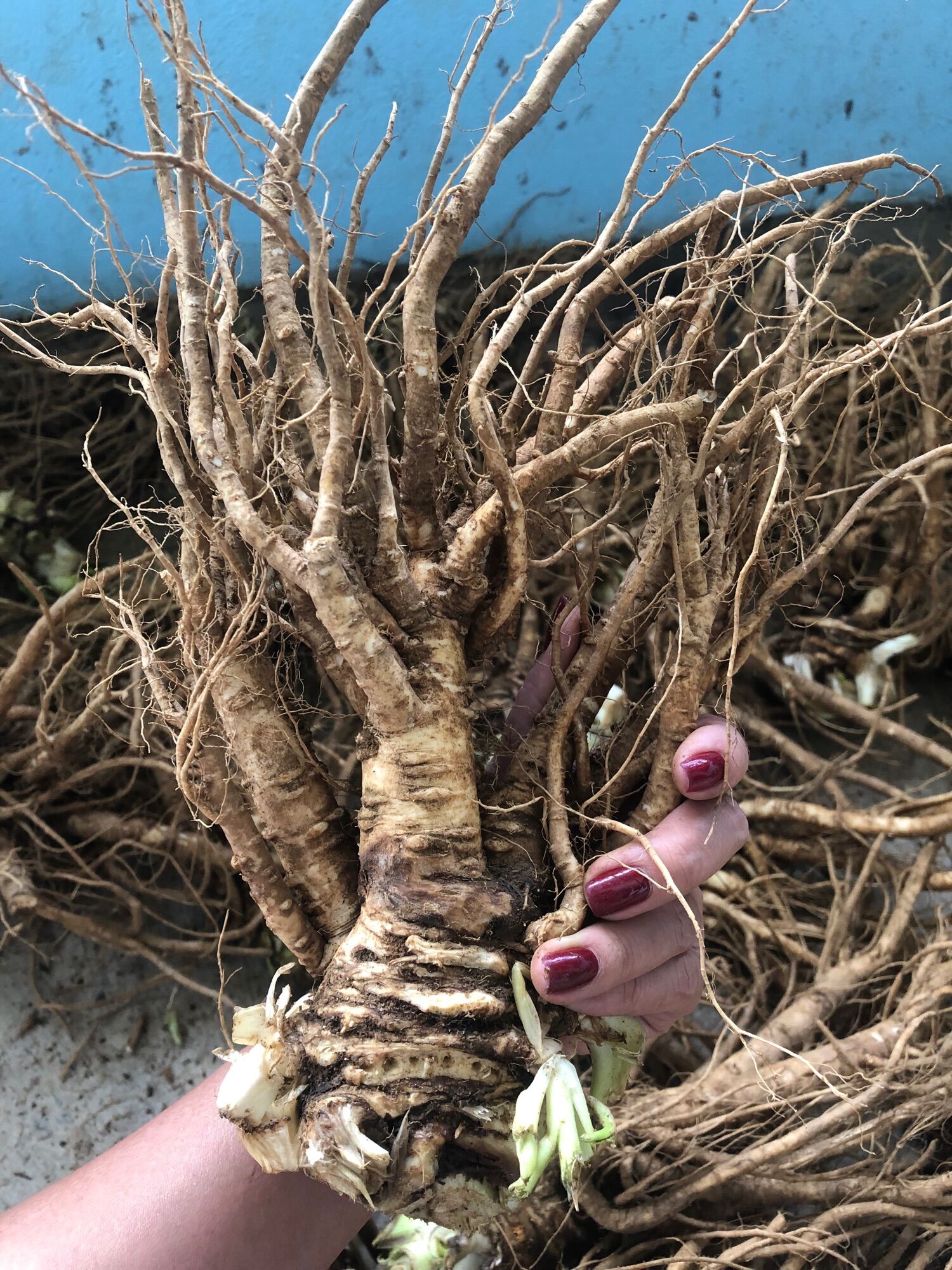 Sâm đương quy tươi Sìn Hồ Lai Châu