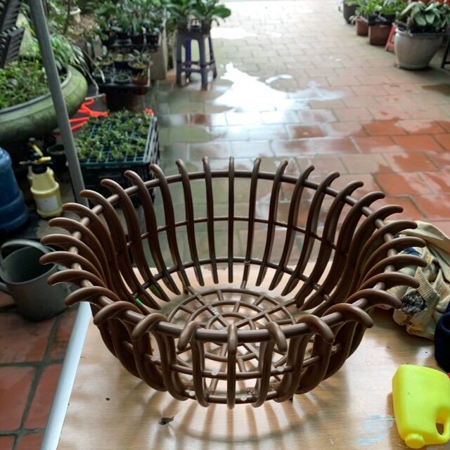 4 chậu nhựa trồng lan màu cafe bóng- thoáng rễ khoẻ cây