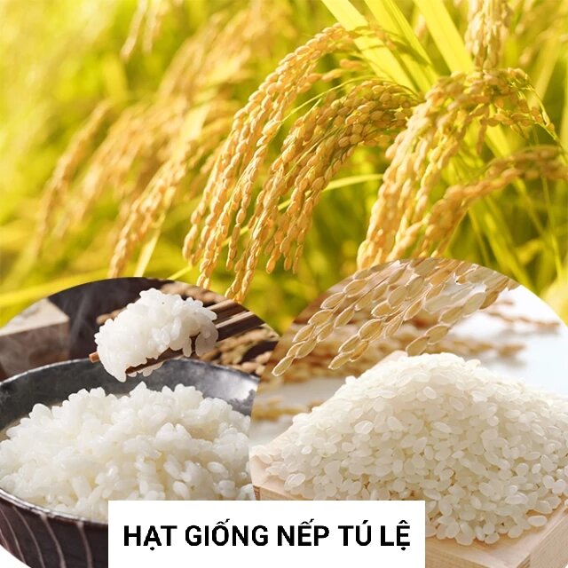 Hạt giống lúa nếp ngon, nếp Tú Lệ Yên Bái túi 1kg