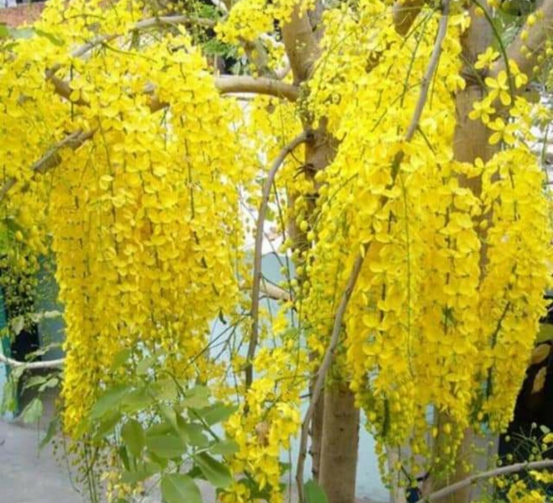 100 gram hạt giống muồng hoàng yến (muồng vàng osaka)