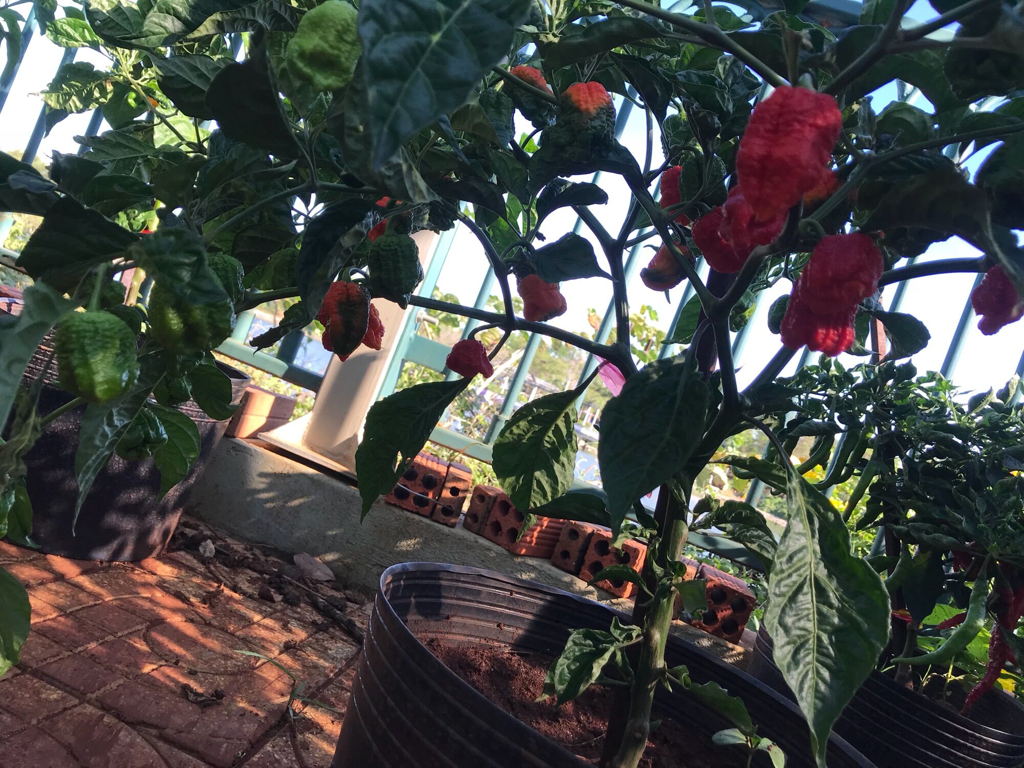 Cây ớt Carolina reaper red, ớt cay nhất thế giới