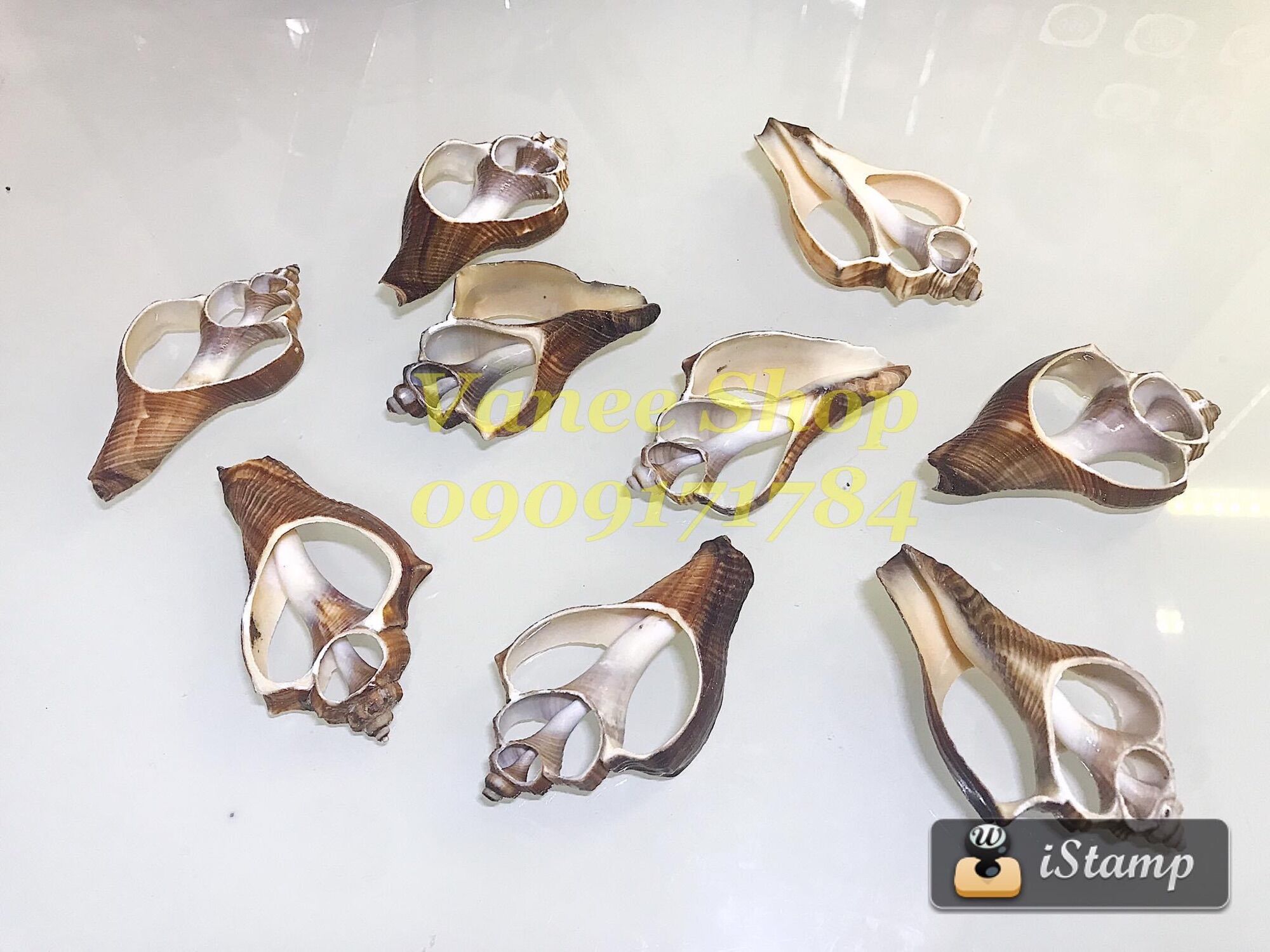 Vỏ ốc cắt 100gr