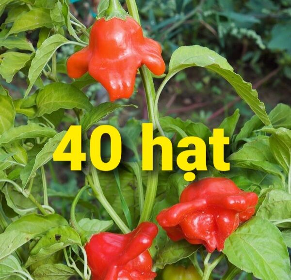 Hạt Ớt hoa hồng giống tốt dễ trồng